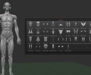 BodyParts 3D Groups ZB3.5 Or Higher