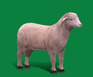 Columbia Sheep