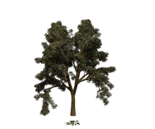 Mango Tree
