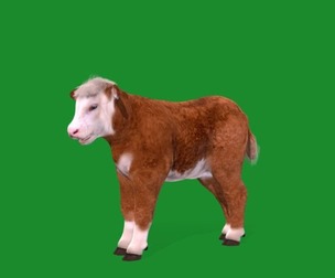 Hereford Calf Cattle