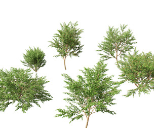 Eugenia uniflora – Surinam cherry