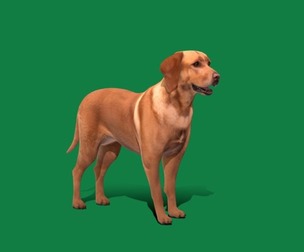 Labrador Retriever Dog