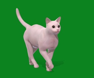 White Cat