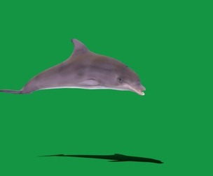 Bottlenose Dolphin