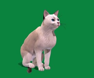 American Shorthair White Cat