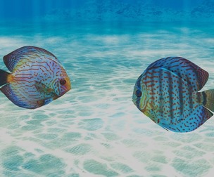 Discus Fish