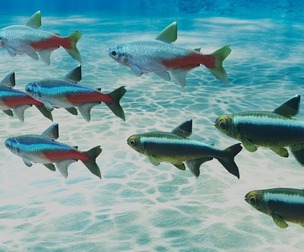 Neon Tetra Fish
