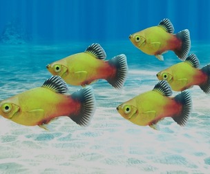 Platy Fish