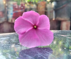 Flower on a reflective table