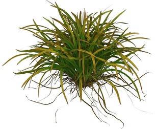 Game Ready Grass 04