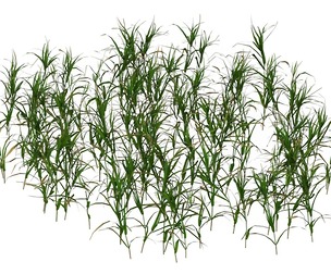 Game Ready Grass 07