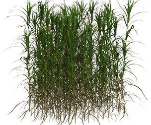 Game Ready Grass 08