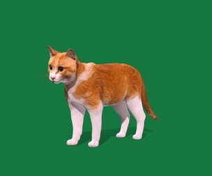 Ginger Cat