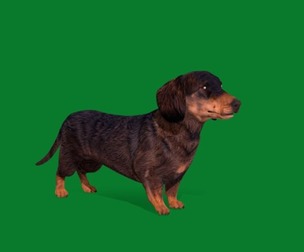 Dachshund Dog
