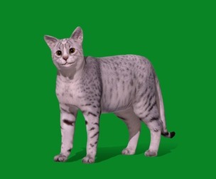 Egyptian Mau Cat