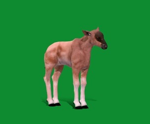 Young Wildebeest Gnu Antelope