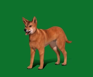 Dingo Dog