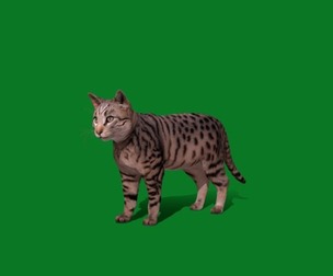 Silver Tabby Cat