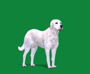 Akbash Dog