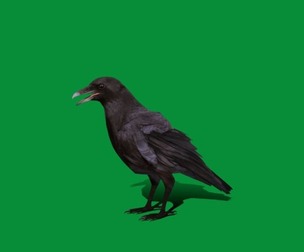 American Crow Bird
