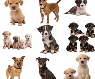24 Dog png illustrations