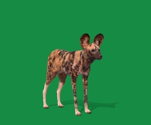 African Wild Dog