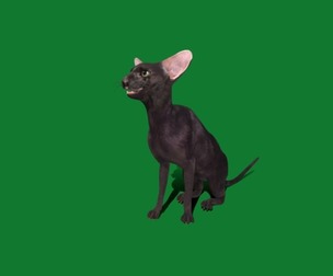 Peterbald Hairless Oriental Cat