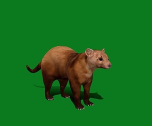 American Pine Marten