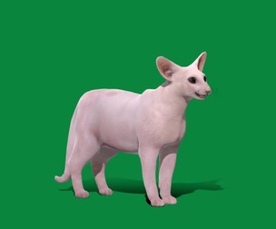 Oriental Longhair Cat