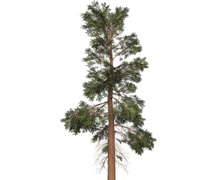 Game Ready Tree 22