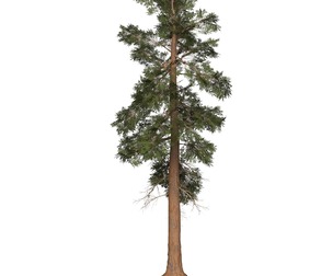Game Ready Tree 24