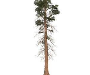 Game Ready Tree 25