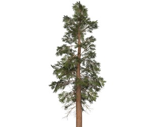 Game Ready Tree 26