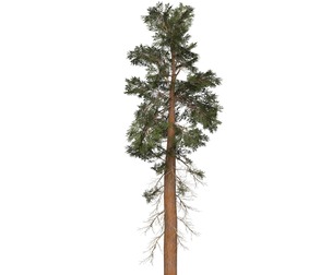 Game Ready Tree 27