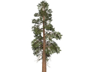 Game Ready Tree 28