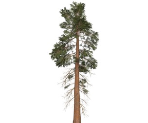 Game Ready Tree 29