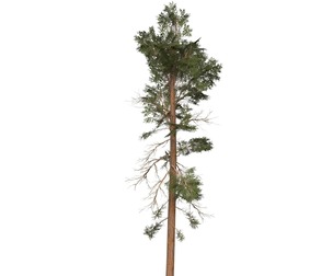 Game Ready Tree 30