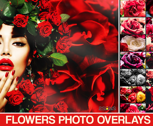 Download photo overlays Rose red petals