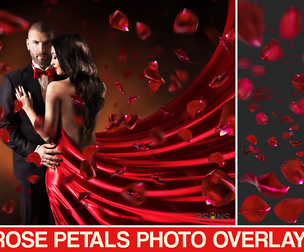 Falling Rose Petals Photo Overlays