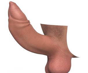 Uncircumcised Erect Male Penis