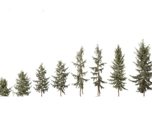 Picea breweriana – Brewer’s spruce