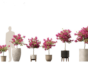 Bougainvillea glabra - Lesser bougainvillea 04