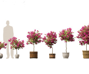 Bougainvillea glabra - Lesser bougainvillea 05