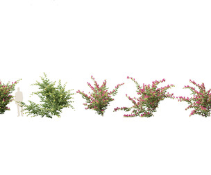 Bougainvillea glabra - Lesser bougainvillea 07