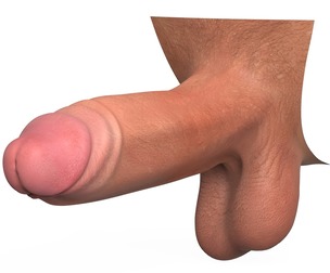 Realistic Erect Male Penis