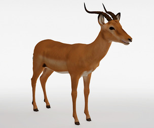 Antelope Impala 3D Model