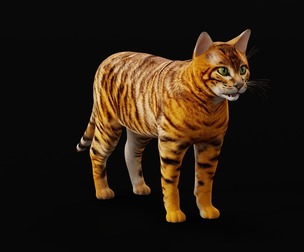 Toyger Cat