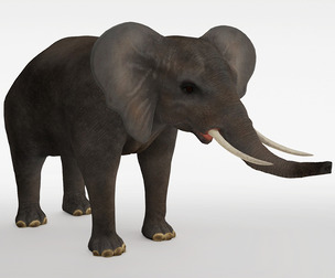 African Elephant