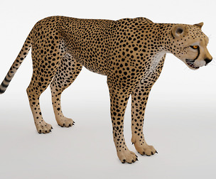 Cheetah