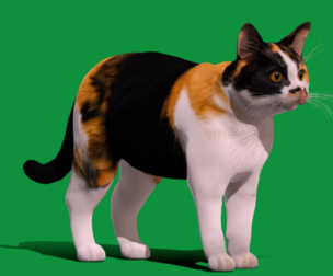 Calico Cat